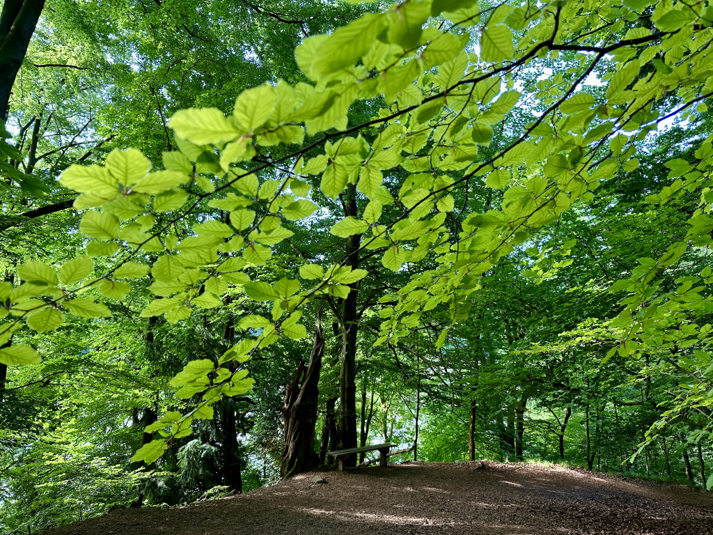 Zu sehen ist eine grüne Waldlandschaft