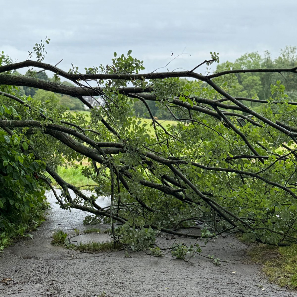 Ein umgekippter Baum versperrt einen kleinen Wanderweg 