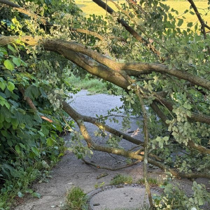 Man sieht einen asphaltierten Weg, über dem ein abgebrochener Ast eines Baumes liegt. In der Mitte eine Möglichkeit durch den Ast hinduchzuklettern.