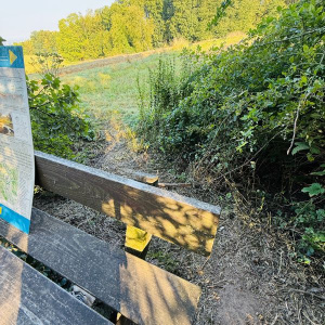 Eine Holzbank hinter der ein kleiner weg entlang geht. Dahinter der Blick auf grüne Bäume und Natur.