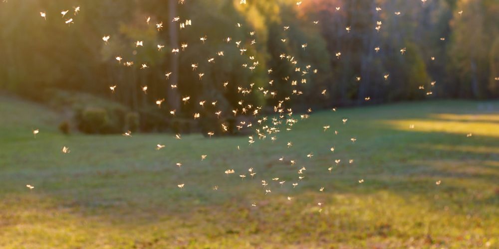Ein Mückenschwarm tanzt im Sonnenlicht auf einer grünen Wiese