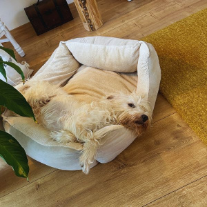 Daniela Brandls Hündin Emma, die in ihrem Körbchen liegt und in die Kamera schaut