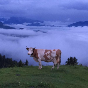 Morgenerwacehn auf der Kraftalm in Itter in Tirol. Zu sehen ist eine braun-weiß gefleckte Kuh, die auf einer grünen Wiese steht. Im Hintergrund sind Berge und eine Wolkendecke zu sehen.