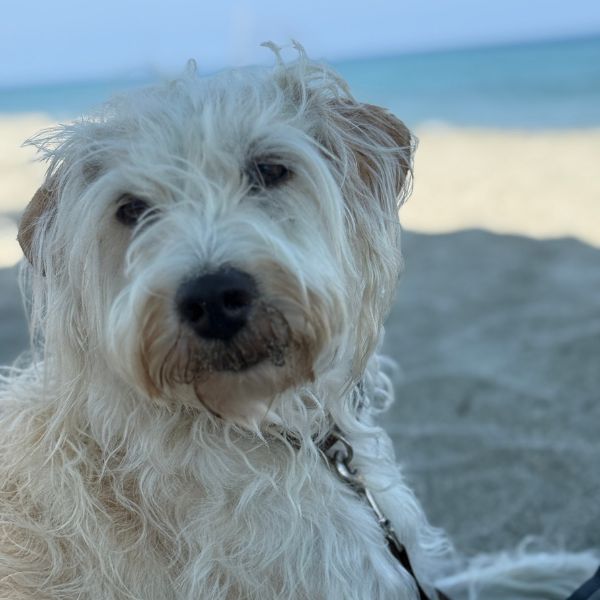 Zu sehen ist Emma, die Hündin von Daniela Brandl. Sie liegt am Strand und schaut in die Kamera 